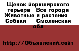 Щенок йоркширского терьера - Все города Животные и растения » Собаки   . Смоленская обл.